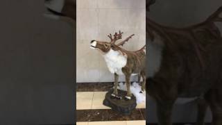 Singing deer part 2