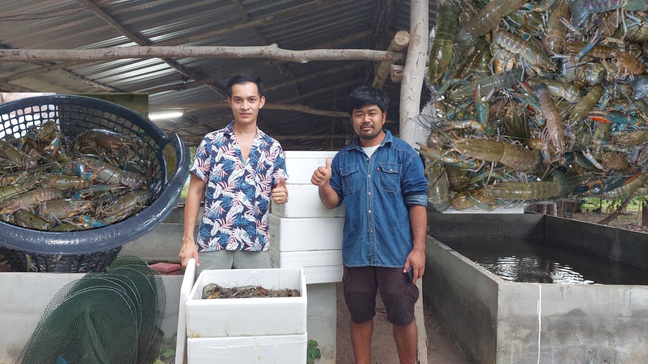 เลี้ยงกุ้งอาชีพเสริมเลี้ยงไว้กินเอง!!เลี้ยงง่ายเลี้ยงได้ทุกอาชีพสุดยอด
