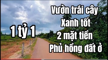 Vườn trái cây xanh tốt thế này mà nhỉnh hơn 1 tỷ ở BRVT
