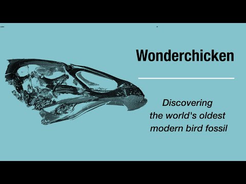 'Wonderchicken' - Discovering the world's oldest modern bird fossil