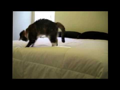 キュン死注意！この猫ちゃんが捕まえようとしているもの・・・