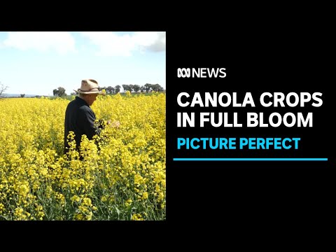 Canola crops draw crowds to nsw in time for blooming field | abc news