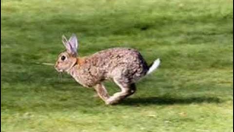 David "Stringbean" Akeman - Run Rabbit Run