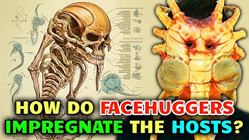 Facehuggers Anatomy – How Facehuggers Impregnate Hosts But Also Keep Them Alive?