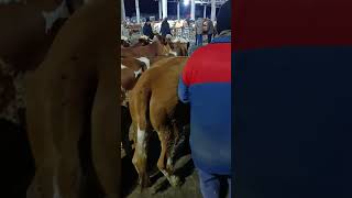 10 Tane Düve 101 Bin 500 Ze Oldu . Alan Satan Hayrını Görsün