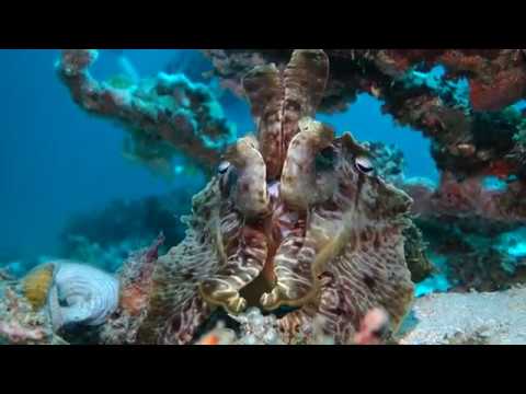 Diving Raja Ampat 2018 - Day 1 (the one with the cuttlefish)