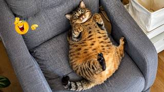 Best Cat Moments 🐈 | TRY NOT TO LAUGH – FUNNY Cat FAILS Compilation 😹😂