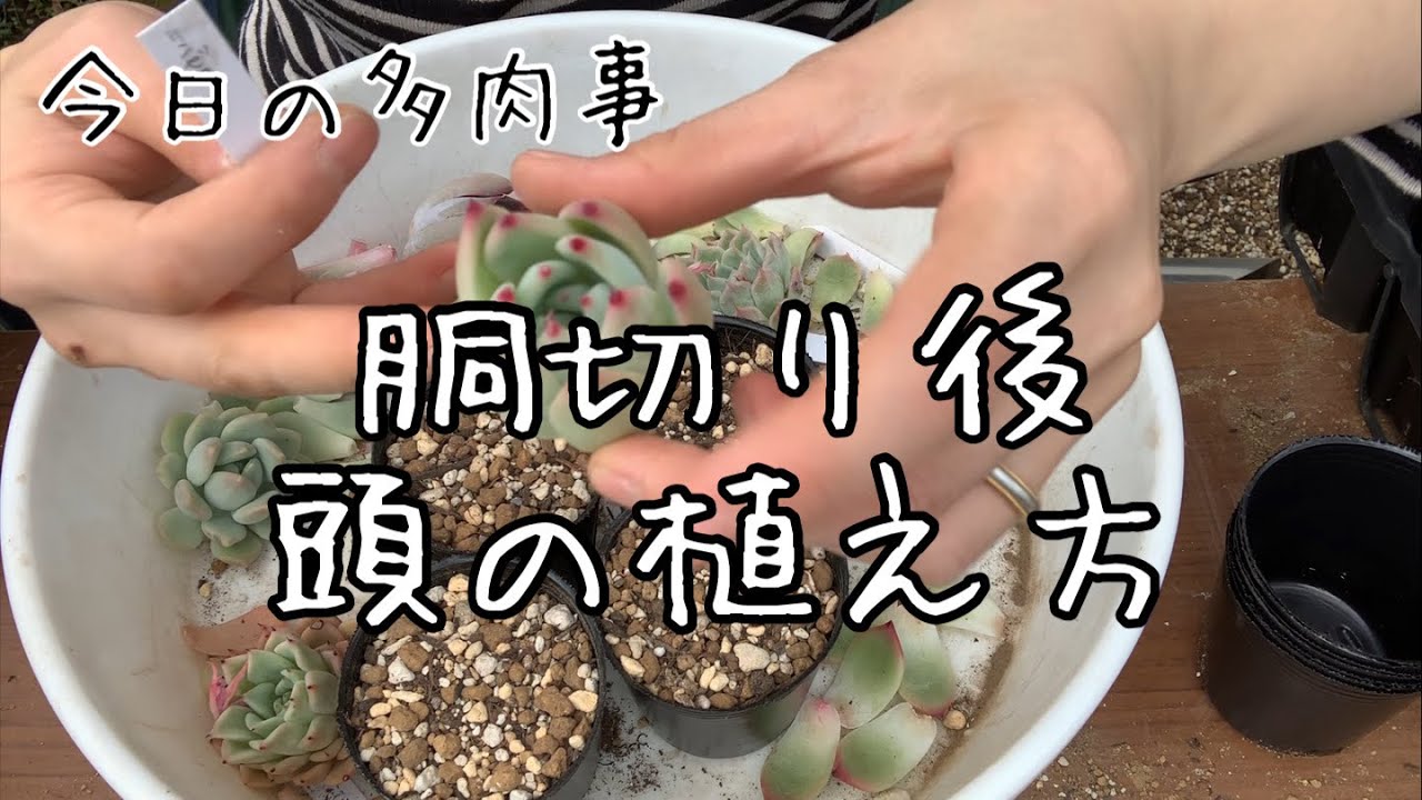 【今日の多肉事】胴切りした頭のその後！