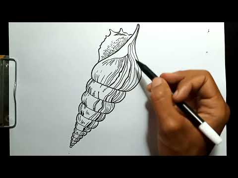 How to Draw Spiral Conch Sea Shell