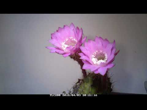 仙人掌開花的縮時攝影 cactus flowers-time-lapse video