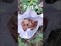 मासूम जीवो पर हमेशा दया करना.. #shortvideo #naturelovers