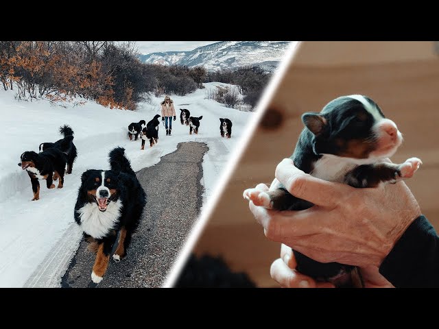 OUR 14 BERNESE MOUNTAIN DOGS! New Puppies are Born! Ep. 4 || vlog013