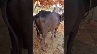 2 Buffalo Bulls for Sale / 3 Years & 1.5 Years Age / Strong & Healthy #raithumitrudu