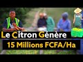 Le citron gnre 15 millions fcfa par hectare