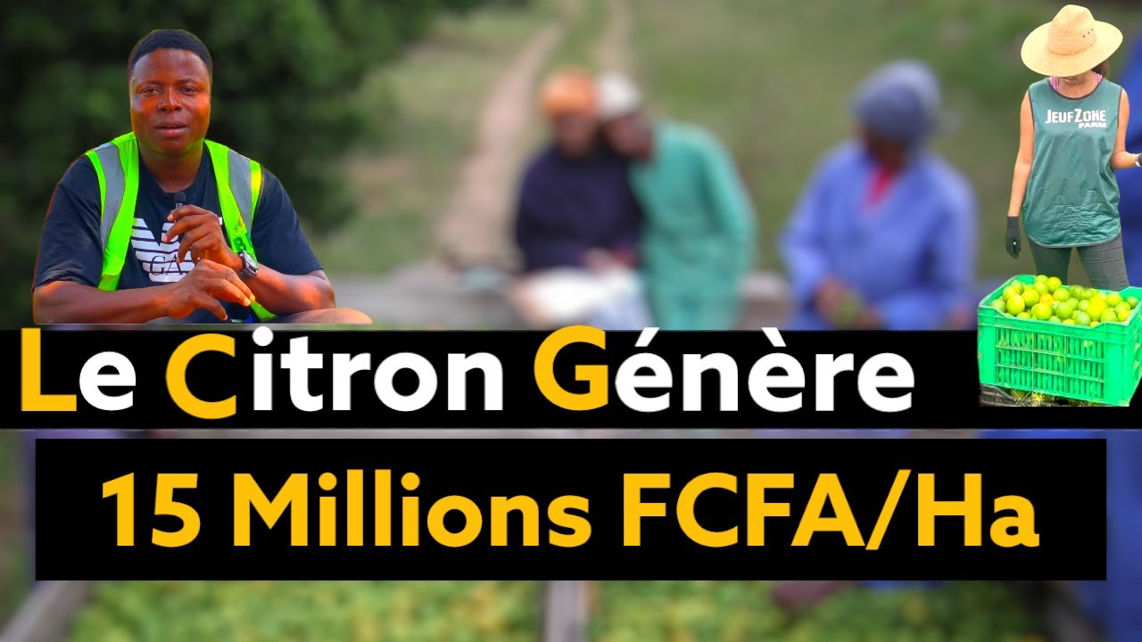 Le citron génère 15 millions FCFA par hectare.