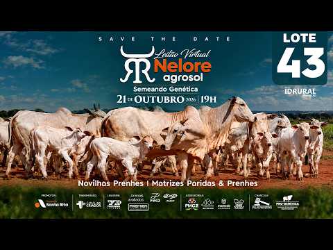LOTE 43