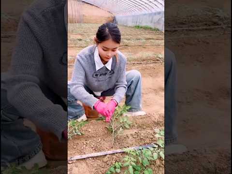 Tomato Growing Trick Nobody Knows #farmingtech