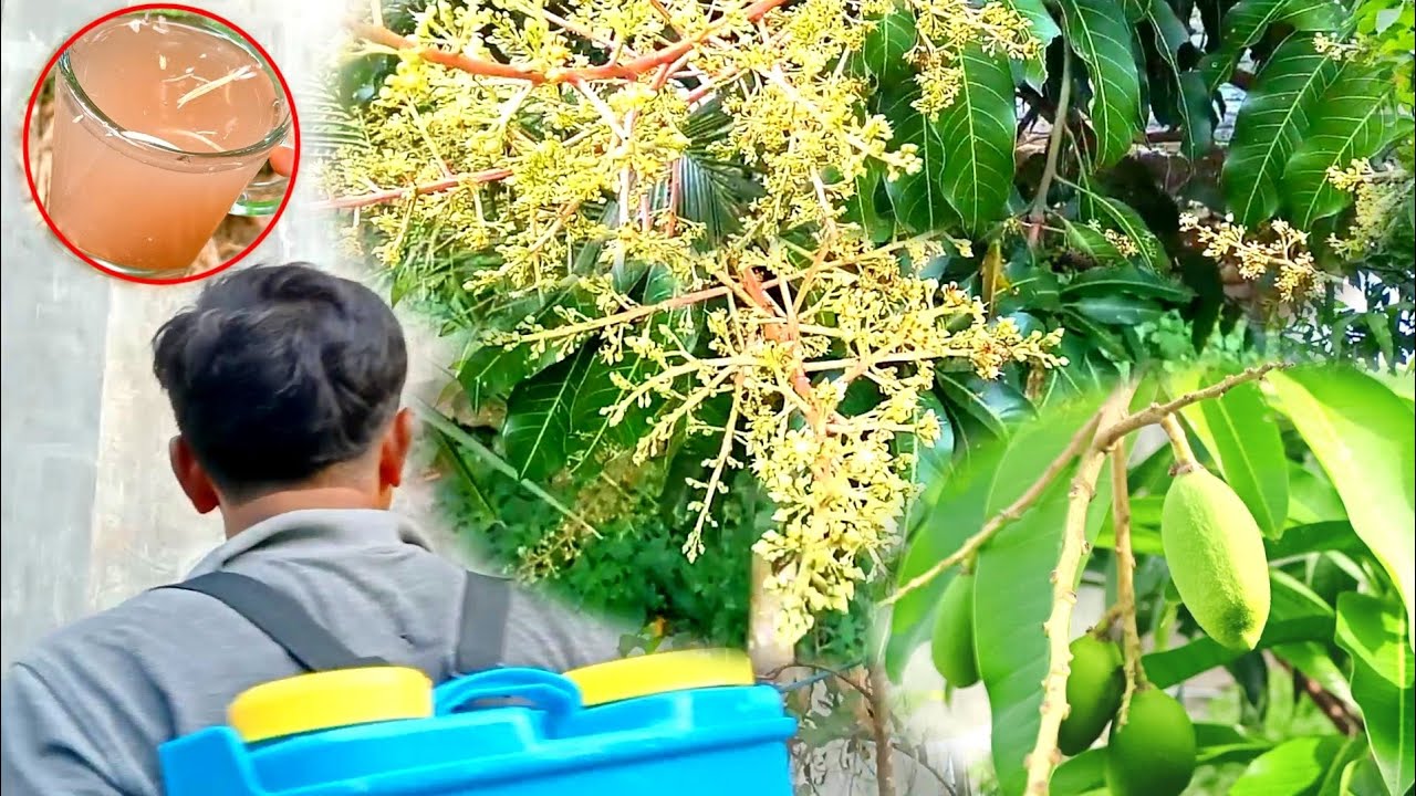 Homemade Organic Liquid Fertilizer For Fast Flowering Mango Trees YouTube