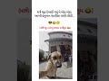 #memes #gujrati #dank #marad #dankmemes #viral #shorts #youtubeshorts
