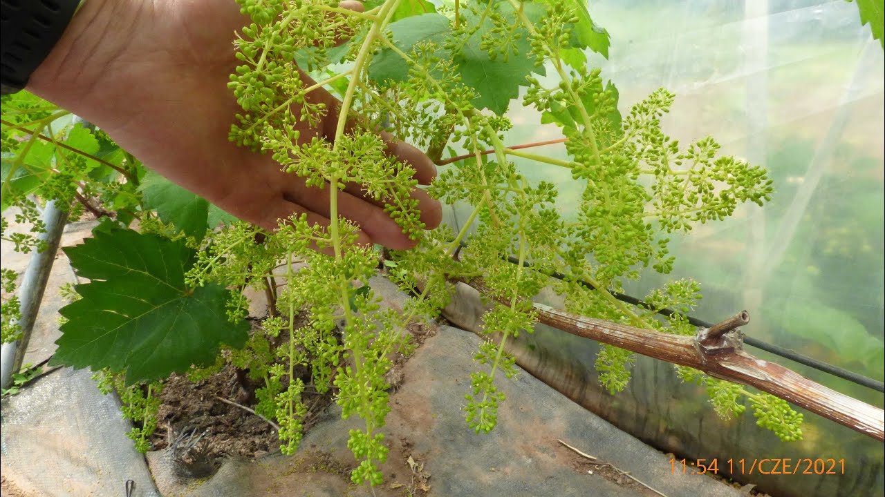 Winorośl Kwitnienie 2021