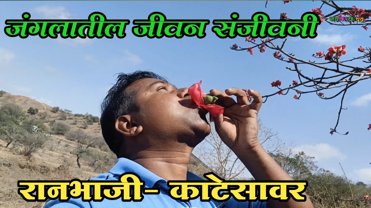 रानभाजी सावर। काटेसावर।शाल्मली।पक्षी व प्राण्यांसाठी जीवन संजीवनी ठरणारी वनस्पती। गावाकडील रानमेवा