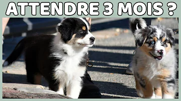 Quand sortir son chien le matin ?