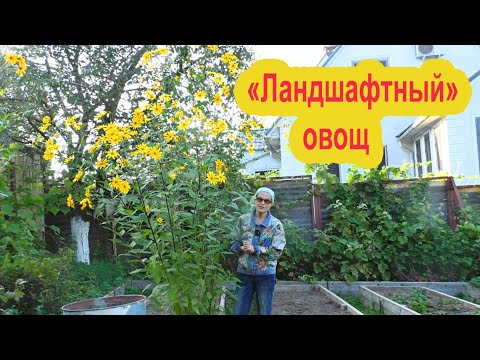 'Ландшафтный' овощ