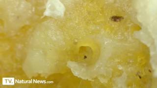 McDonalds Chicken McNuggets revealed under the microscope