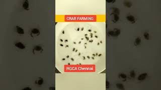crab farming amazing technique#shorts #short screenshot 5