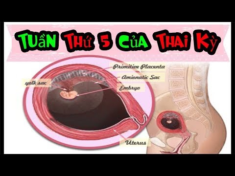 Video: Tuần Thứ 5 Của Thai Kỳ Như Thế Nào?