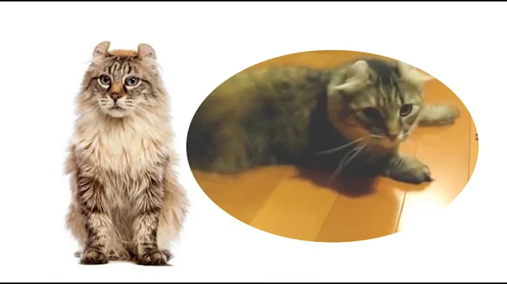 Watch the video about Gatos American Curl
