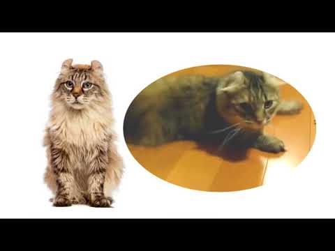 Video: Razas De Gatos: American Curl