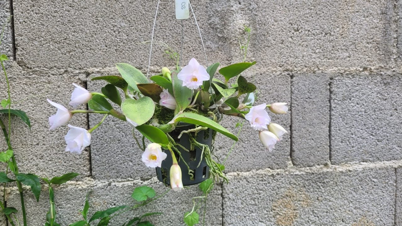 Hadrolaelia alaorii,  Orquídeas de crescimento desordenado.