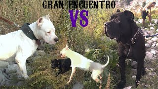 CANE CORSO y DOGO ARGENTINO coinciden cara a cara | Reunión de perros poderosos