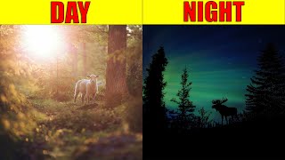 DAY AND NIGHT for Kids | Explanation of the Earth&#39;s Rotation for Kids, Preschool and Kindergarten