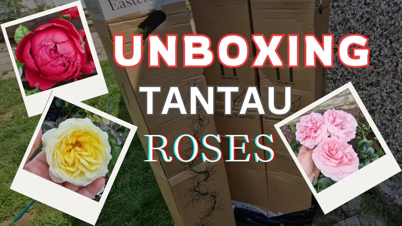 Unboxing 3 Stunning Tantau Roses! 🌹 Wedding Piano, Giardina & Ascot // EastCroft Roses UK