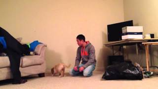 Clicker training - Lay Down - Golden Retriever - Puppy