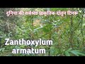 Video Image