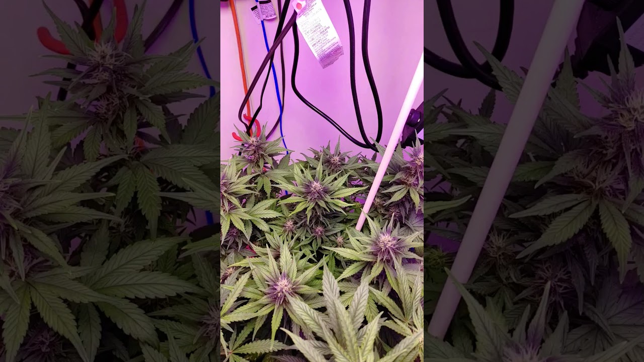 2x strawberry cheesecake autos 1x red poison auto..  21yo and over only!!!!!!!