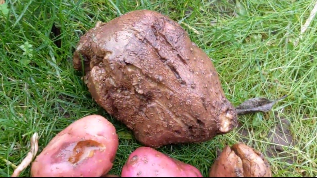 Massive Potatoes with Badger claw marks YouTube