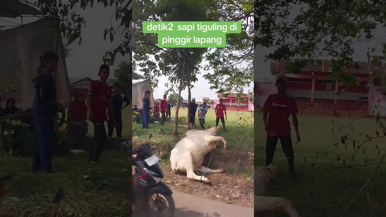deti2 sapi tergelincir di samping lapangan pakuwon sukabumi