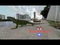 Florida Iguanas Get A VR Closeup!