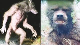 5 Real Dogman Sightings with Documented Footage You NEED To See