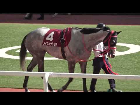【阪神牝馬S】パドック 現地映像 メイショウミモザ 2022