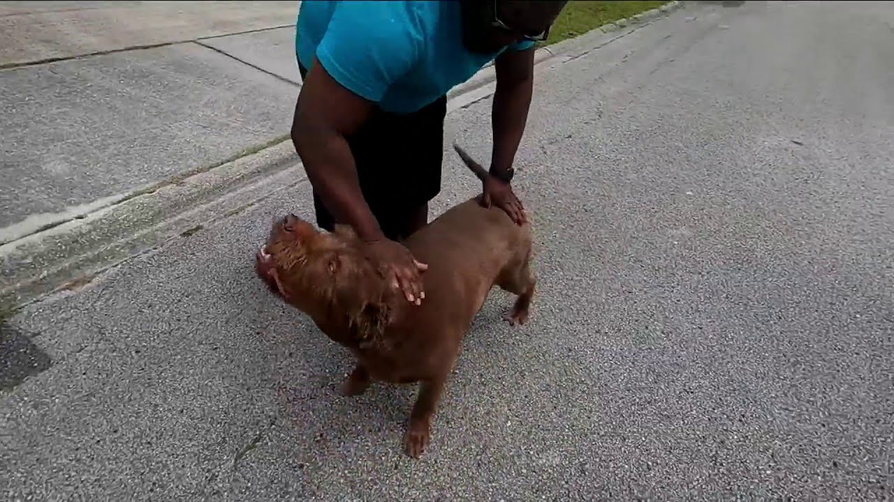Woman attacked by two dogs, saved by another - YouTube