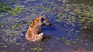 Hyena Bath Time