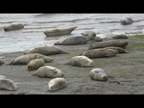 Video: Gewone zeehond: uiterlijk, leefgebied, natuurlijke vijanden