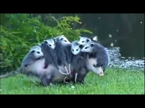 Смешные оппосумы funny possum