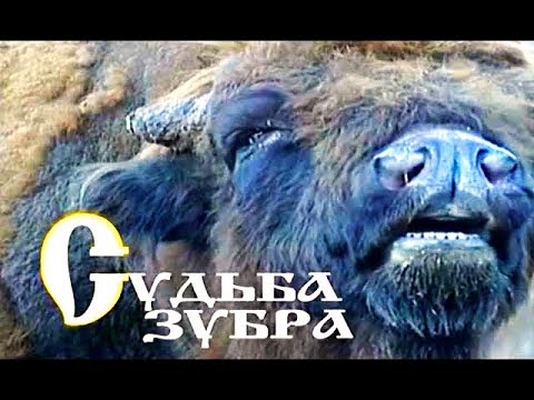 Судьба зубра. Документальный фильм | Film Studio Aves