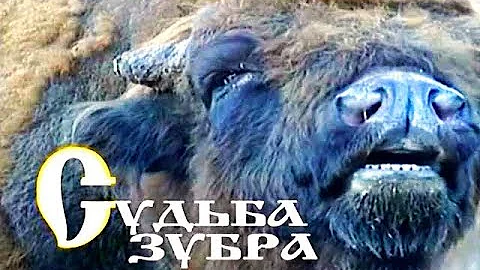 Судьба зубра. Документальный фильм | Film Studio Aves